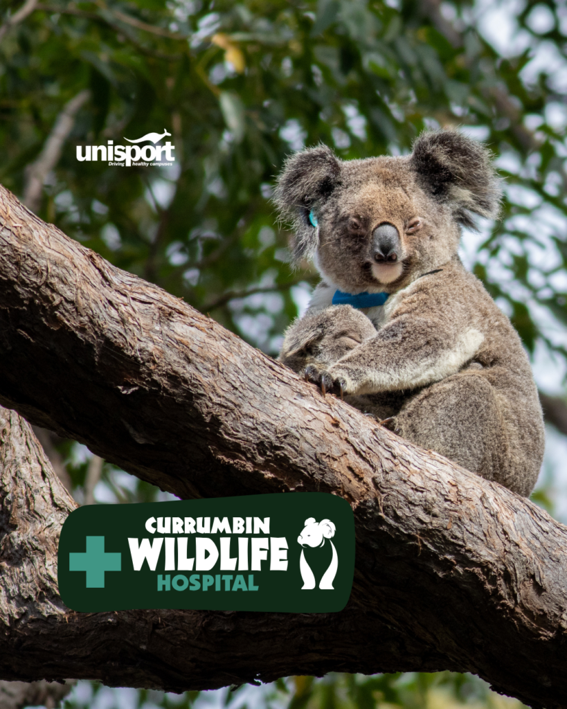 Koala perched on a tree branch with a blue collar, overlaid with Currumbin Wildlife Hospital branding and the unisport logo.
