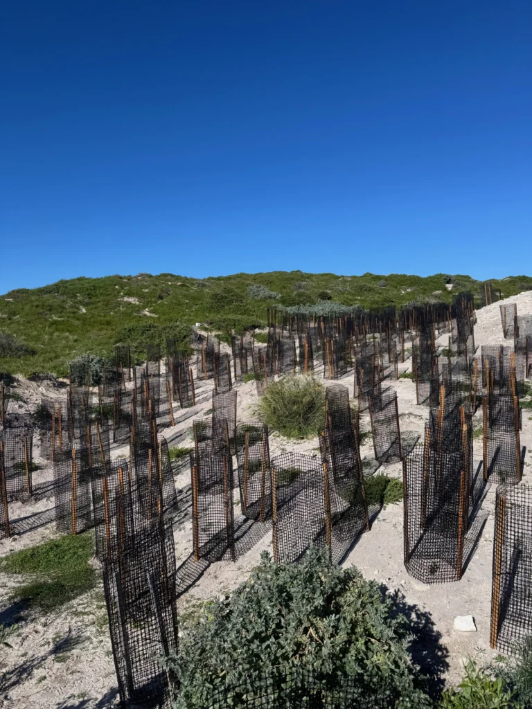 Coastal dunes with mesh sand fences and low dune vegetation under a clear blue sky.